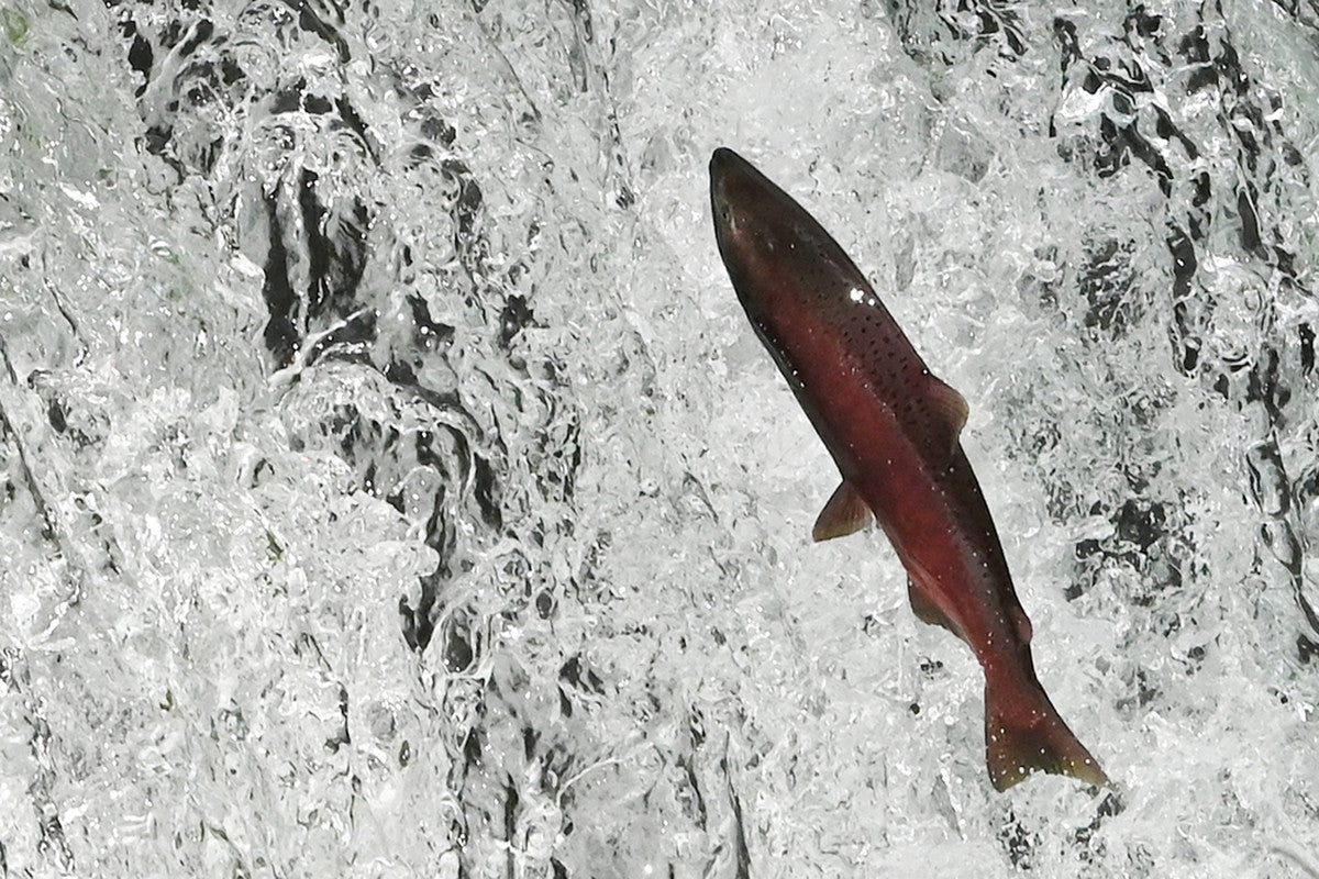 King Salmon Ship Creek Anchorage Daily News Store